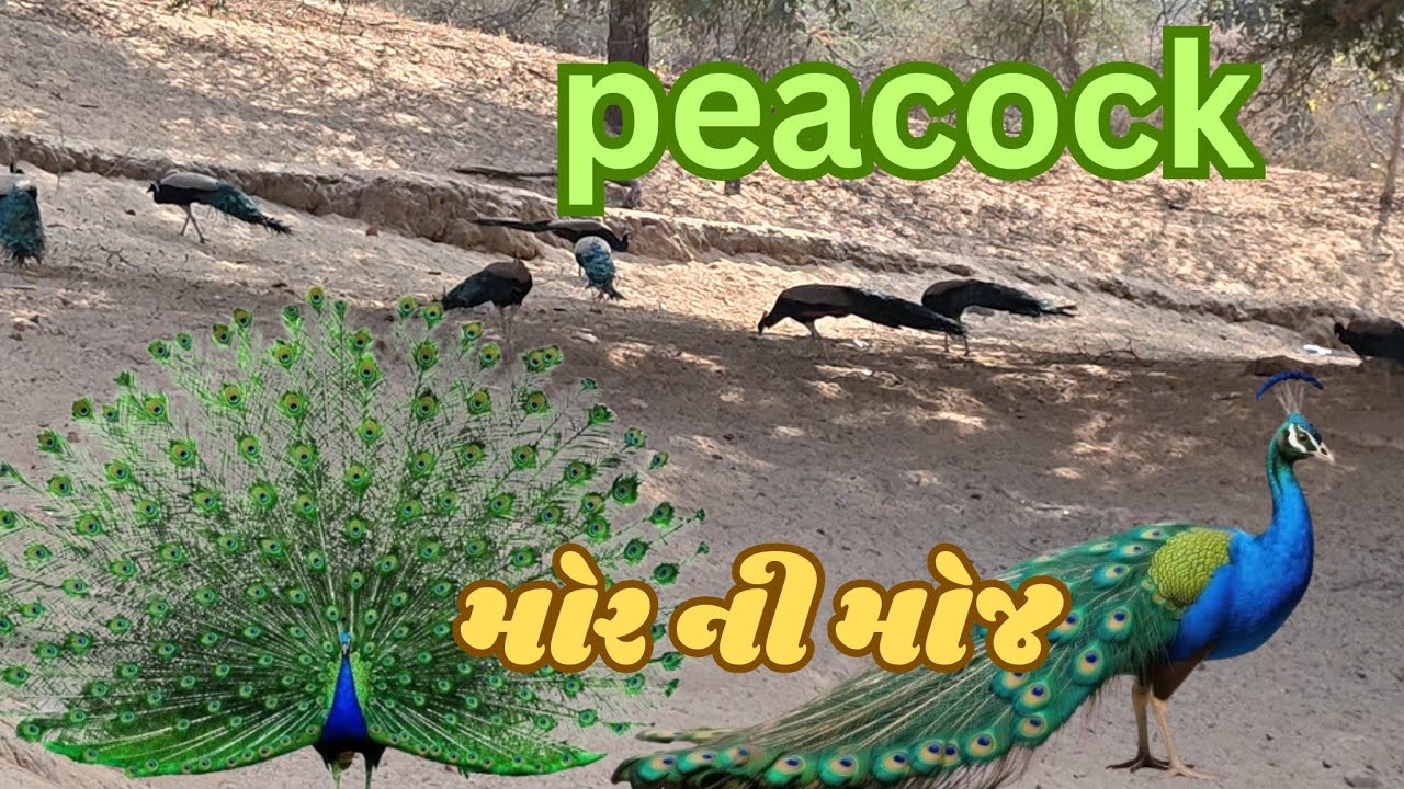 મોર ની મોજ #peacock #life #indianbird #beautiful nature .