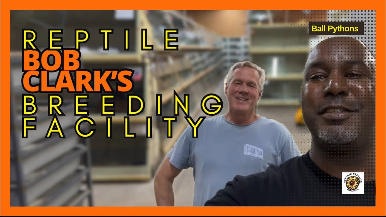 Bob Clark’s Reptile Breeding Facility | #youtubevideos #snake #reptiles #pets