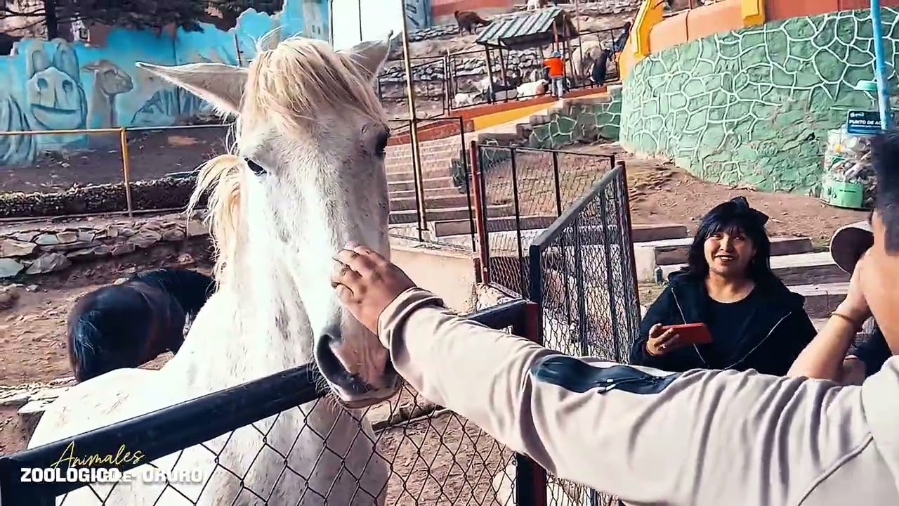 Mi Primer práctica haciendo una  filmacion y edisionando el video  ORURO Zologico 