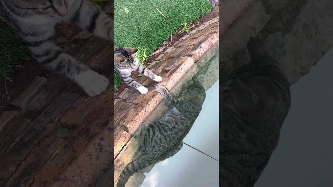 Tigers react like this towards normal cats !