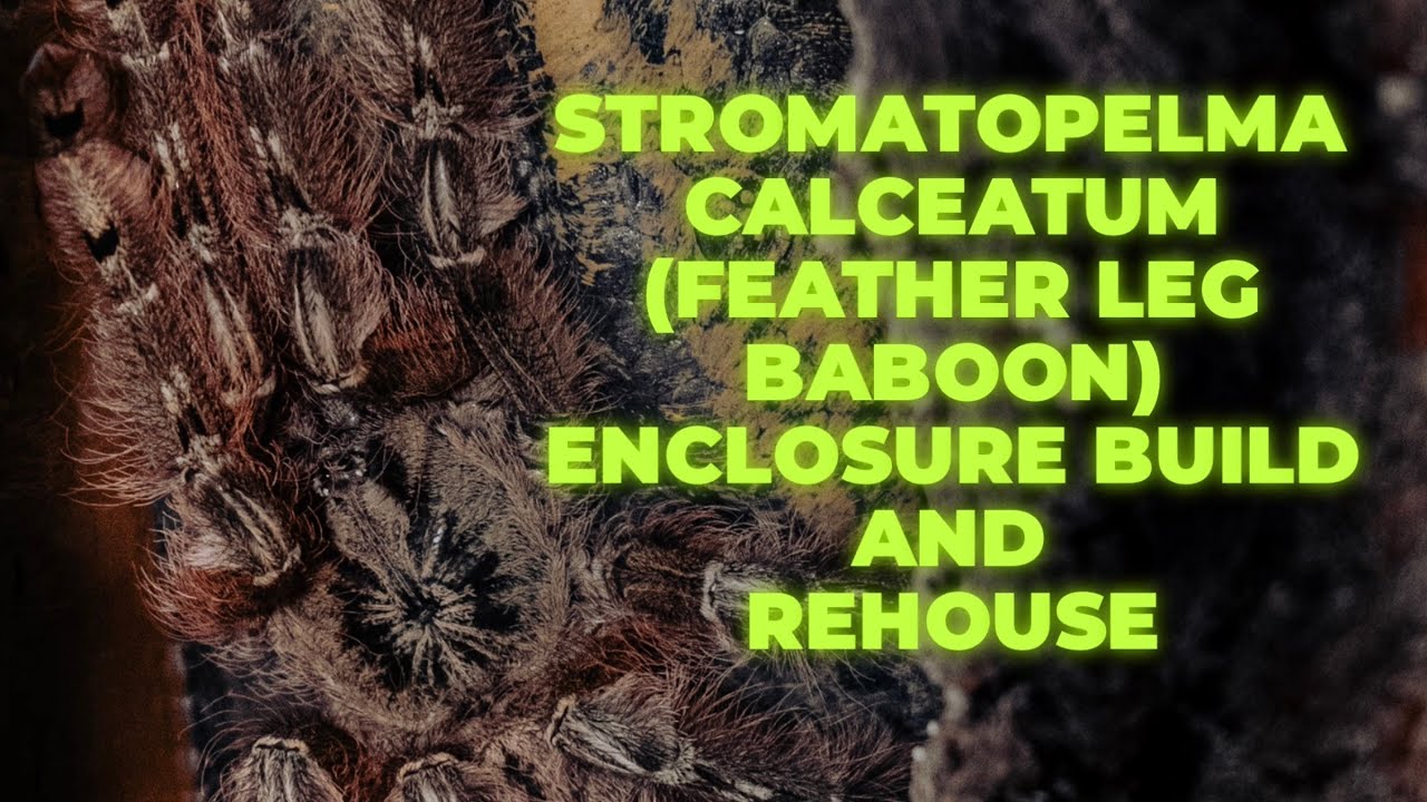 Stromatopelma Calceatum Enclosure Build and Rehouse