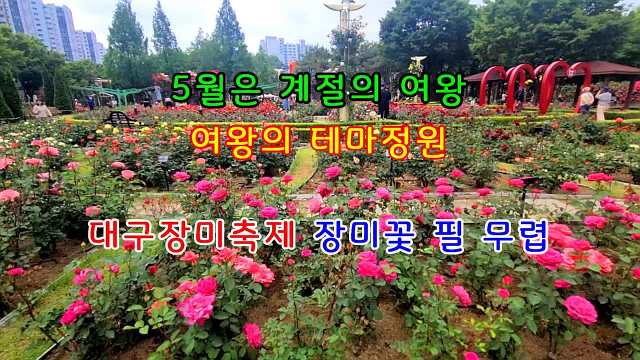 대구 장미축제 판타지 장미여왕의 초대라는 테마로 꾸며진 이곡장미꽃 여행코스