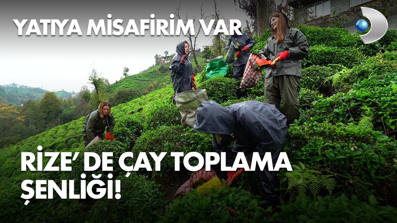 Rize'de çay toplama şenliği! Yatıya Misafirim Var 21. Bölüm