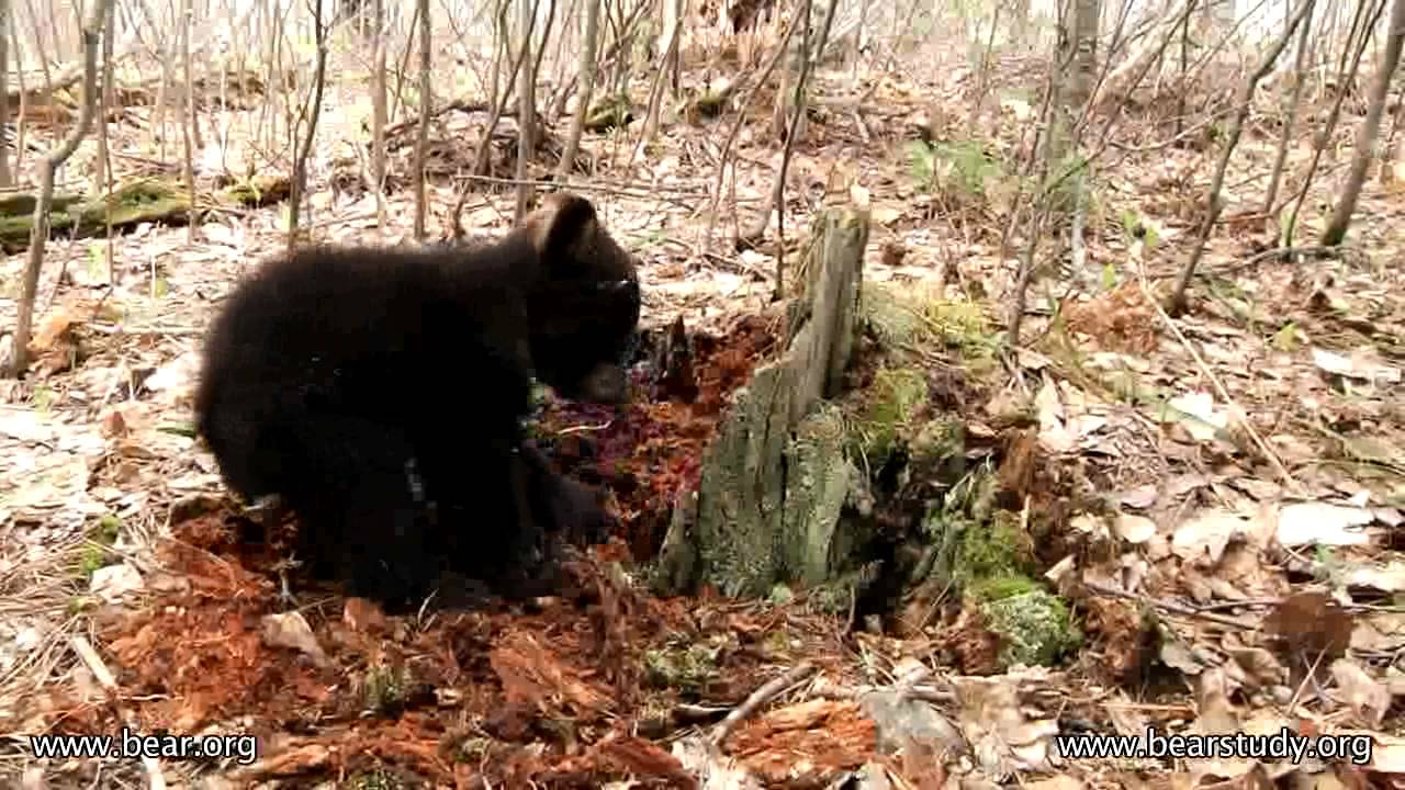 Lily the Black Bear - Faith tears into a stump - May 14, 2011.mp4