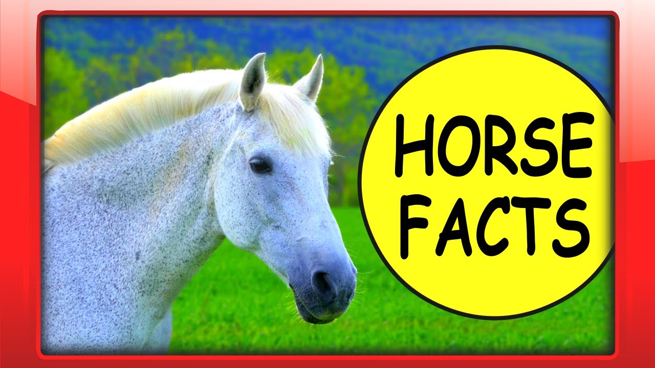 HORSE FACTS for Beginners | Kids Educational Video about Horses for Kindergarten, Toddlers