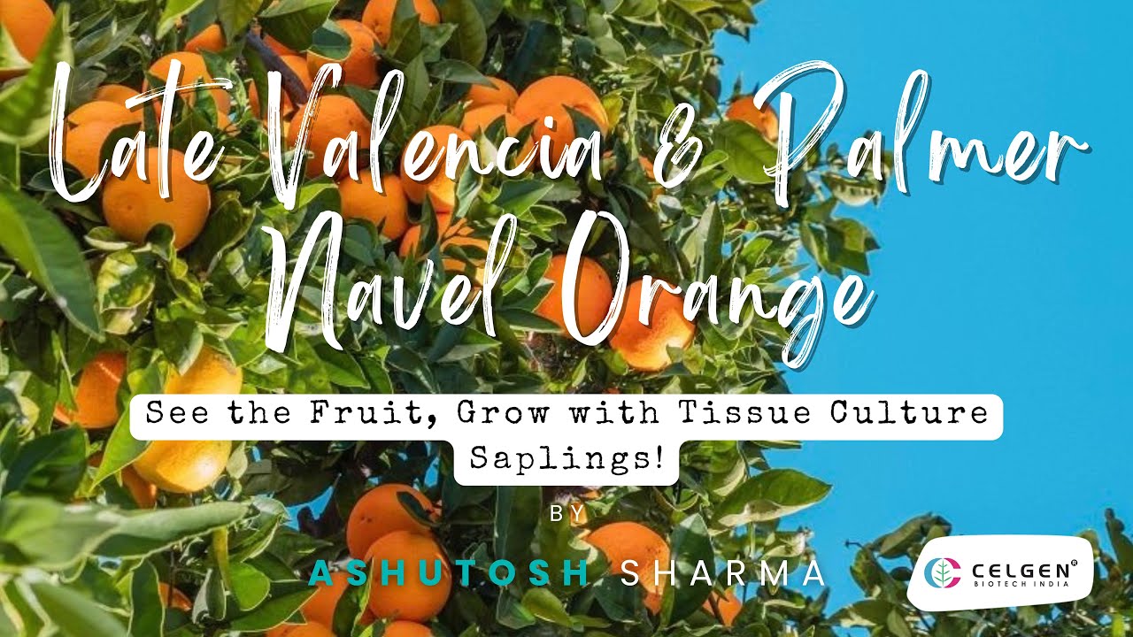 Exploring Late Valencia & Palmer Navel Oranges: Premium Citrus Varieties Unveiled!