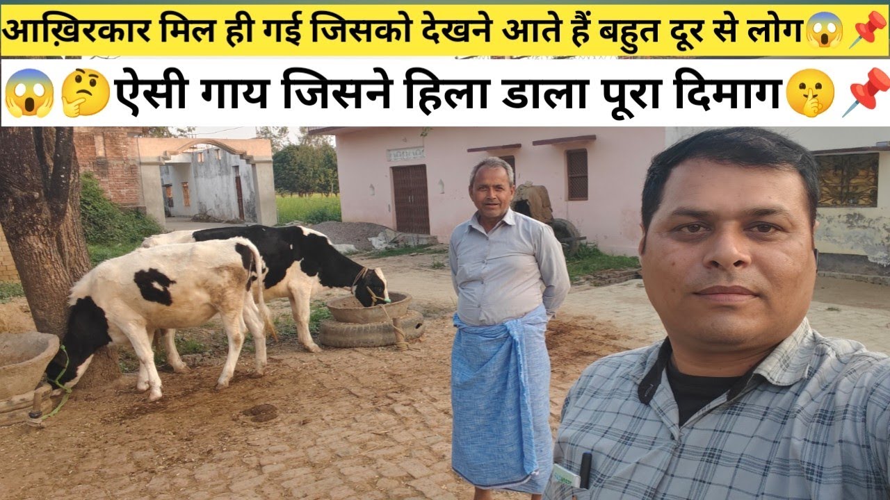 😱मिल गई ऐसी गाय जिसने हिला डाला पूरा दिमाग📌💢जिसको देखने बहुत दूर-दूर से आते हैं लोग🤔🤫