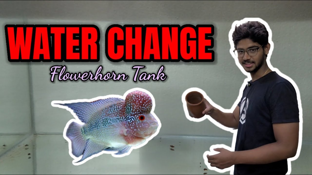 Changing Water in My Flowerhorn Tank 🐠💧 | Clean Tank, Happy Flowerhorn | Best Water Parameters #fish