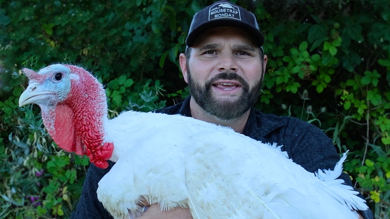 Raising Huge Turkeys for Meat - Chick to Butcher - The Entire Process Start to Finish - Shawn Woods