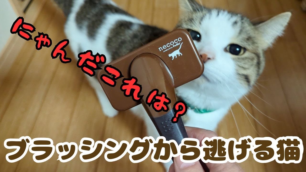 ブラッシングで追いかけっこする猫