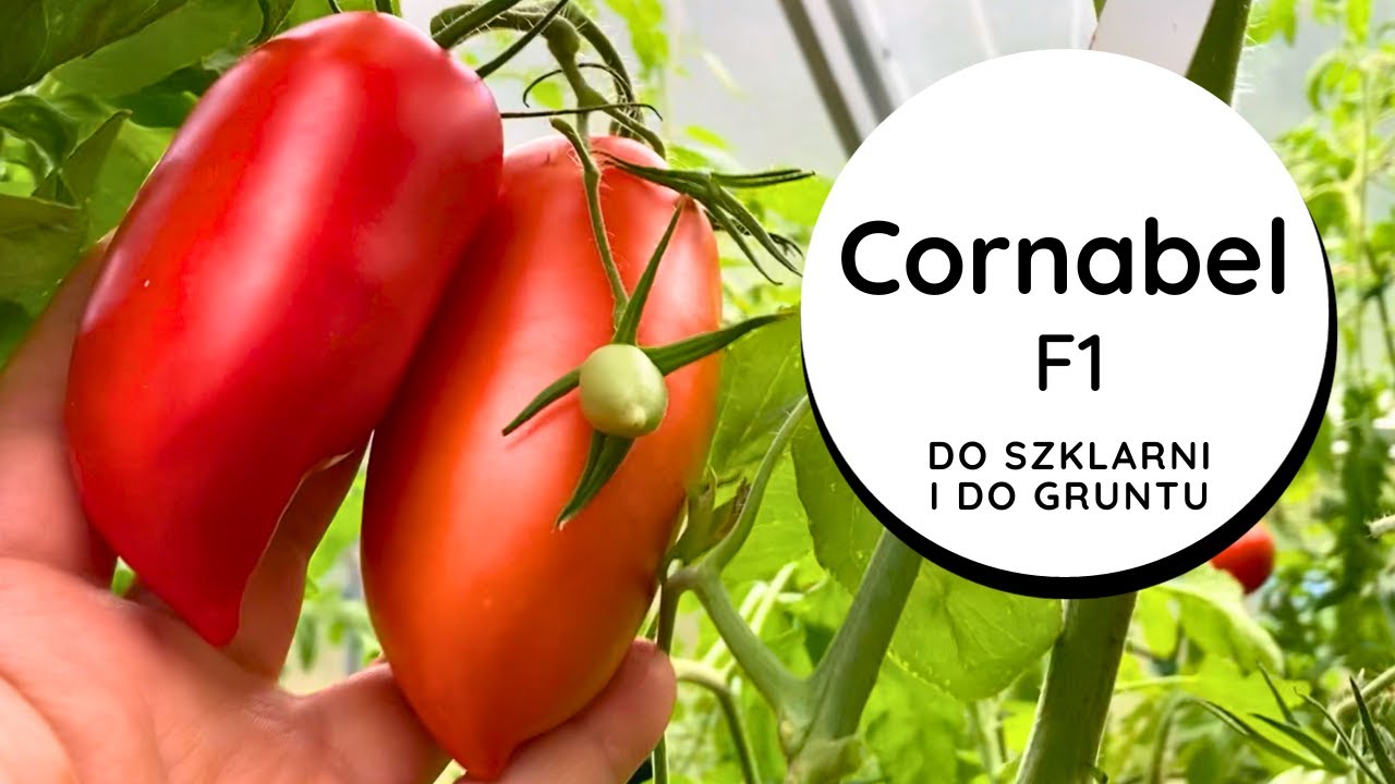 УНИКАЛЬНЫЙ томат🍅 КОРНАБЕЛЬ F1, востребованный сорт, мясистый, ранний, обильный урожай, ВКУСНЫЙ вкус
