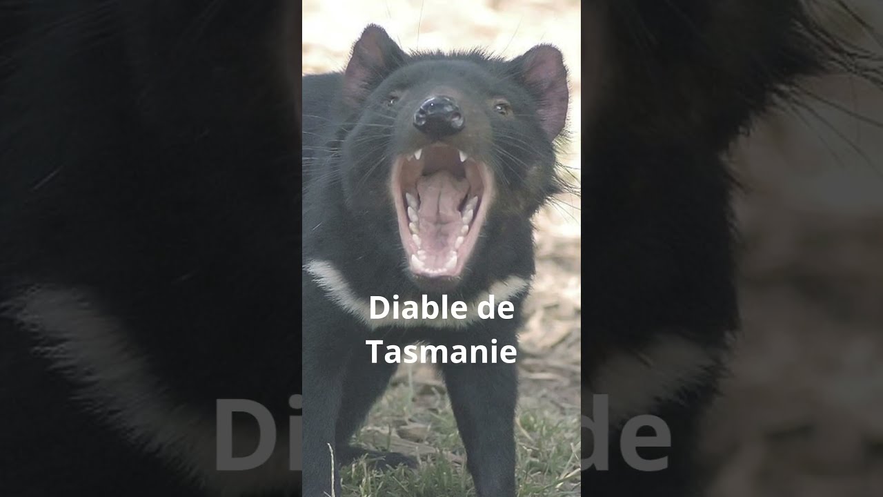 Les marsupiaux, ces mammif&egrave;res ayant une poche !