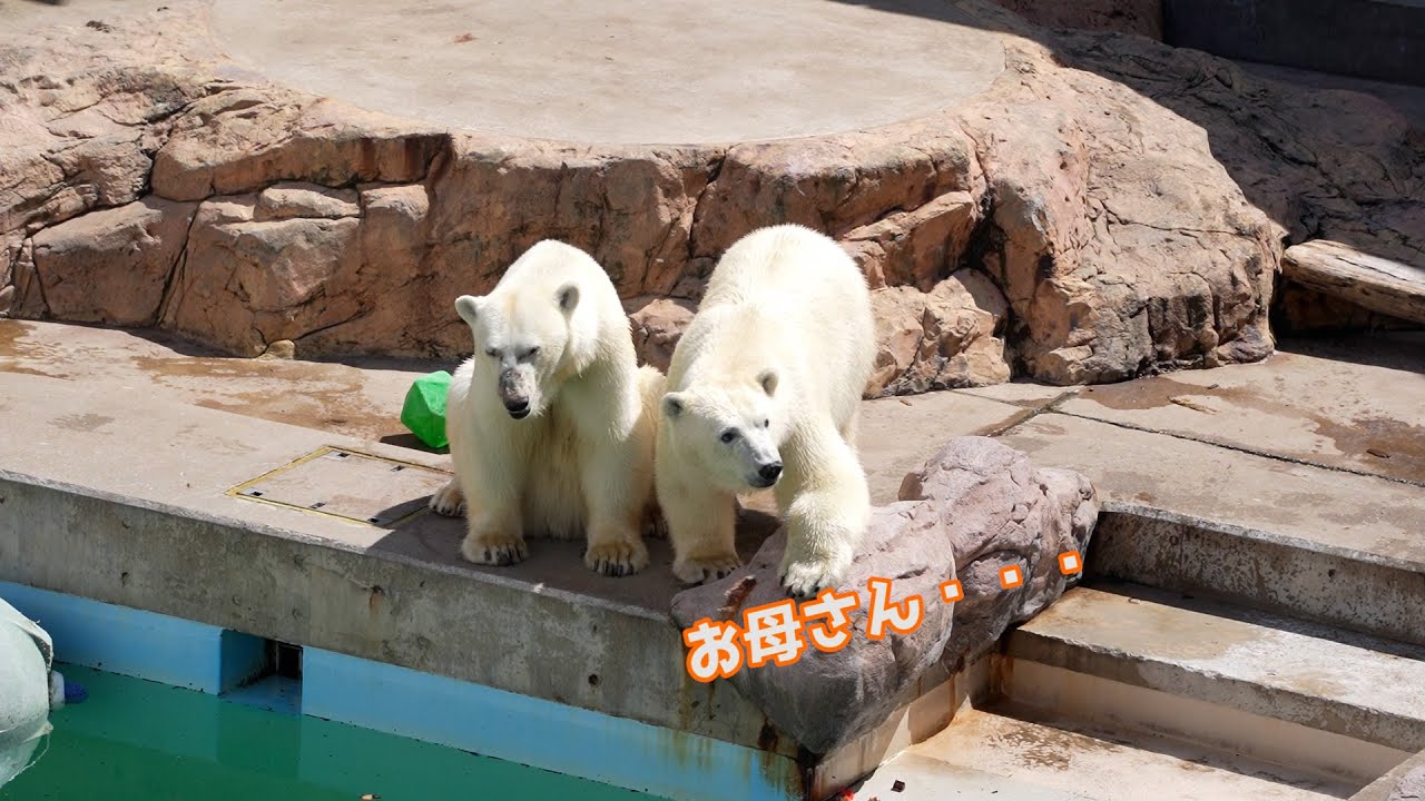 フブキびっくり！ユキの近くに急いで避難！