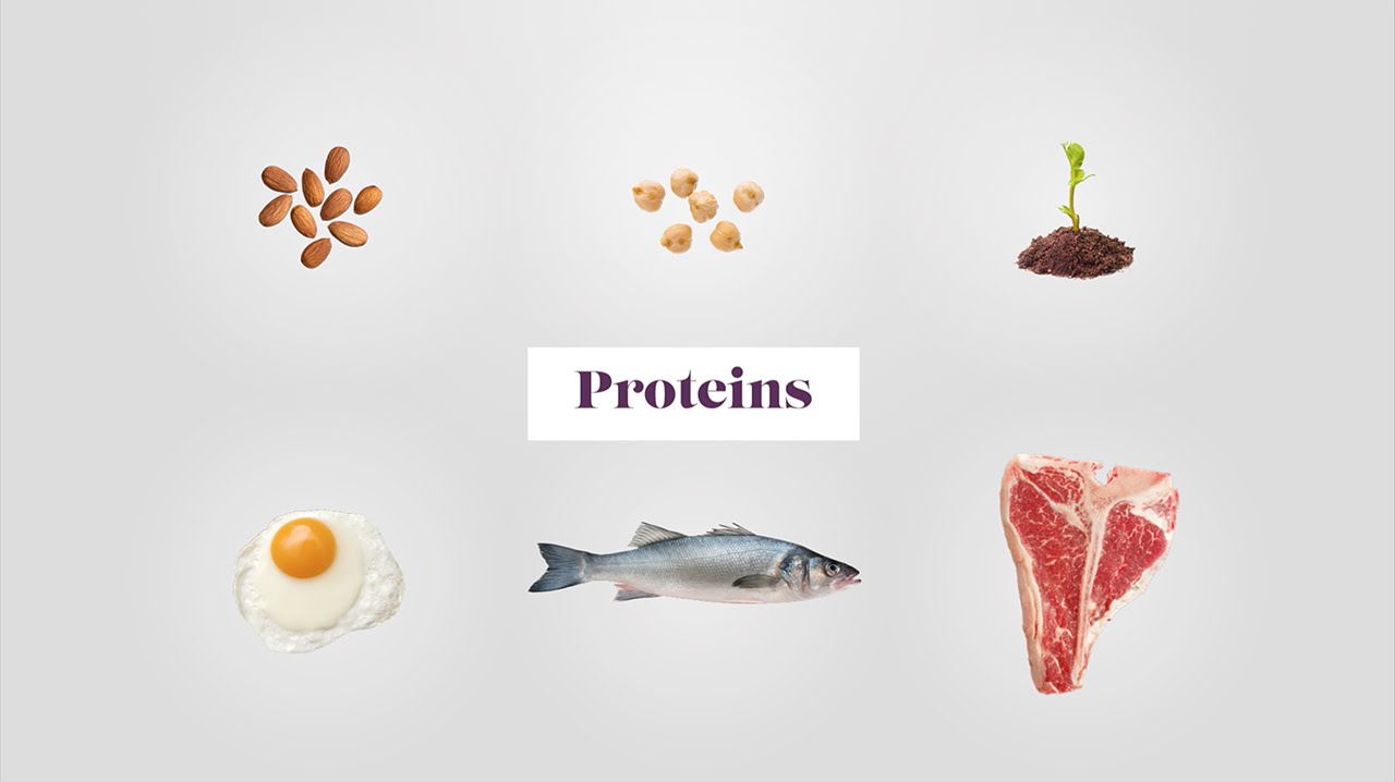 Plant & Animal Proteins - the Building Blocks of the Body
