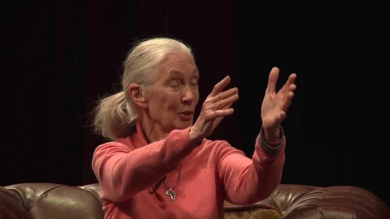 Live Stream: Dr. Jane Goodall & Dr. Richard Wrangham - Great Apes Summit