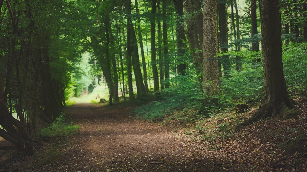 🌳 4K - Relaxing Nature Sounds For Stress Relief, Forest Sounds, Bird Song, ASMR