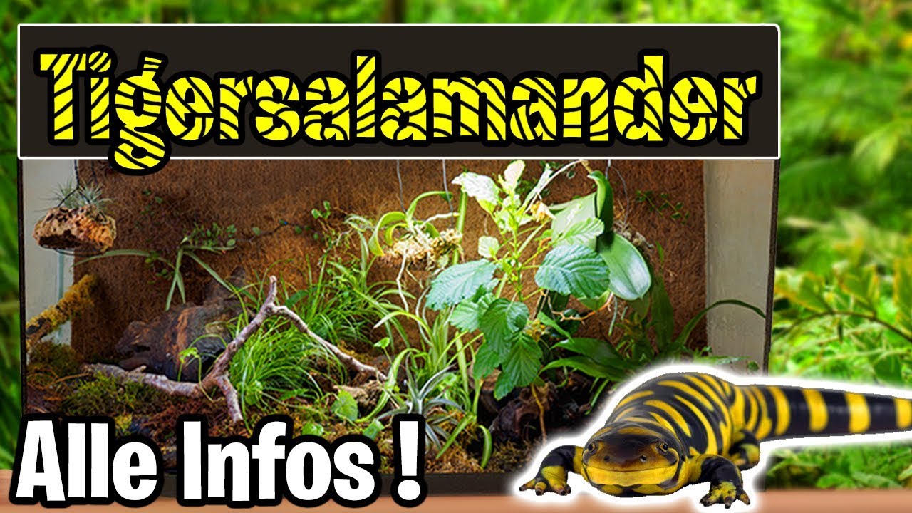 Alle Infos zur Tigersalamander Haltung + Terrarium Einrichtung