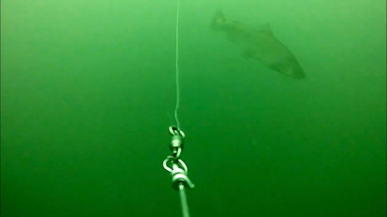 Rainbow Trout, Brown Trout and lakers on the trolling camera (strike Vu)