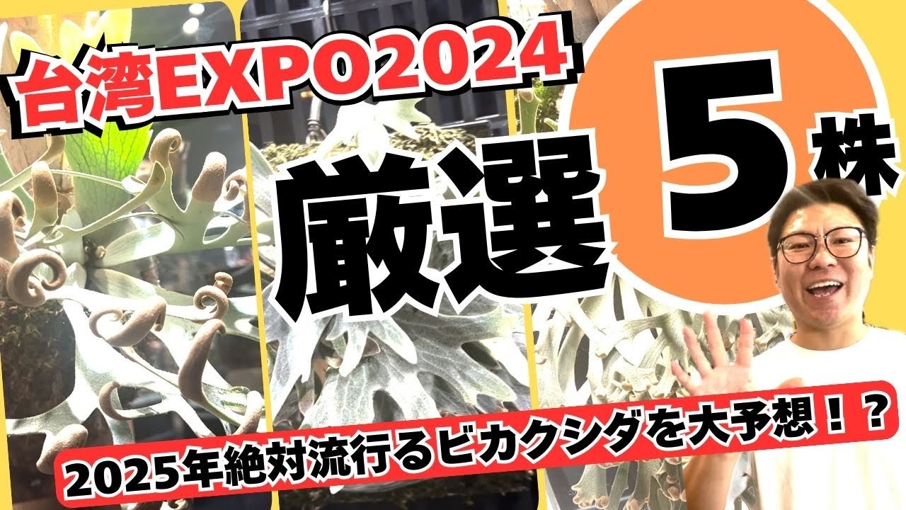 2025はこのビカクシダに注目！台湾EXPO2024でTOMが見つけた最新株５選！