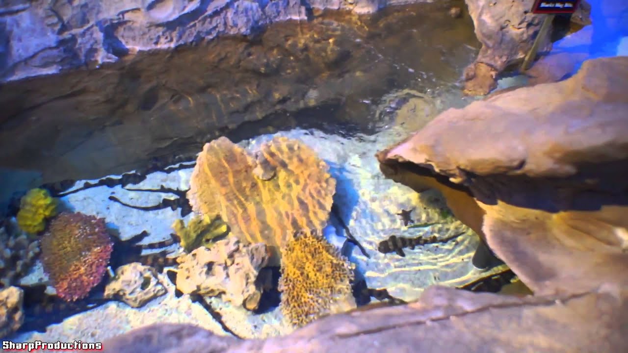 Shark Encounter (Full Walk-Through) SeaWorld San Diego