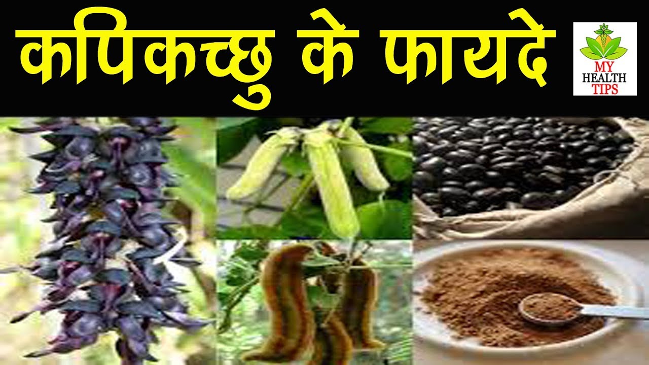 कपिकच्छु के फायदे &ndash; Kapikacchu Mucuna Pruriens Benefits in Hindi
