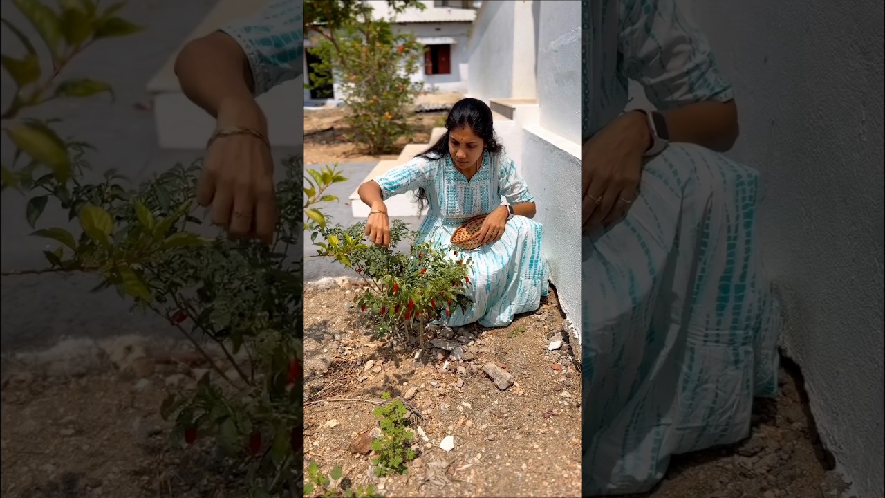 Homemade Red Chilli 🌶️/Sun-Dried Red Chillies ☀️/Varamilagai at Home 🌶️