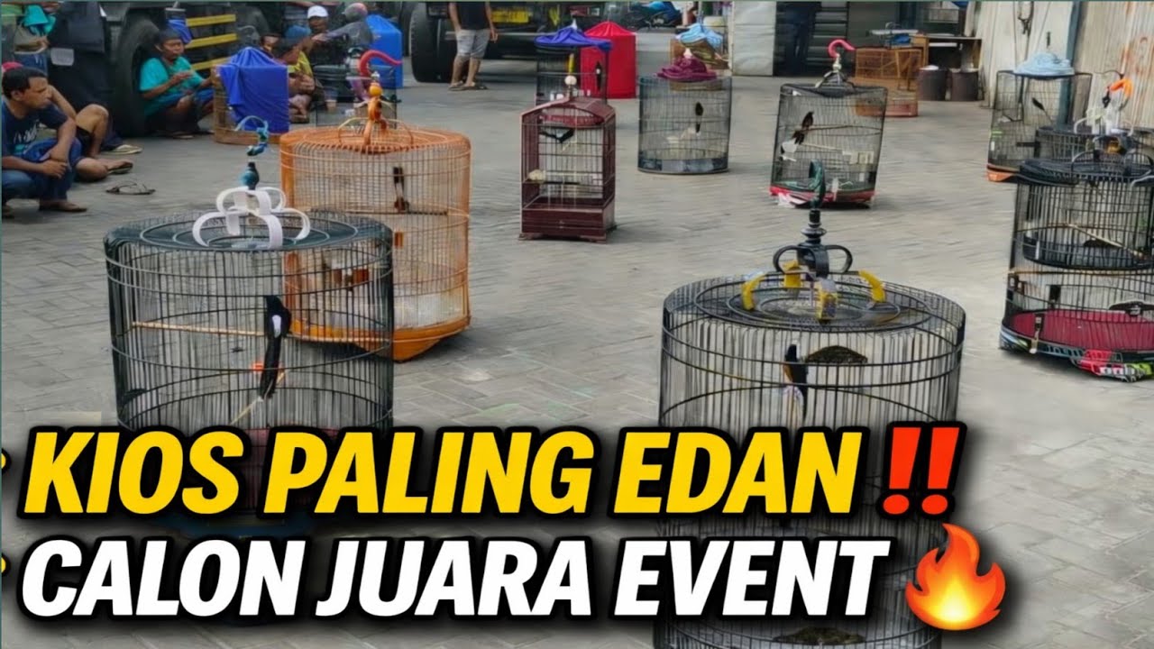 KIOS MURAI BATU PALING EDAN DI JAKARTA‼️DARI TROTOL FIGHTER SAMPAI JUARA EVENT🔥