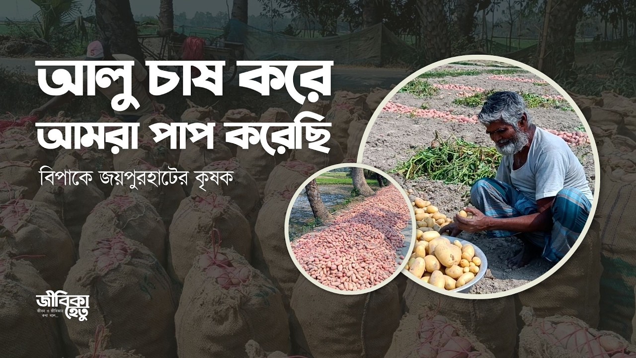 আলু চাষ করে আমরা পাপ করেছি! —দামে ধস, বিপাকে জয়পুরহাটের কৃষক