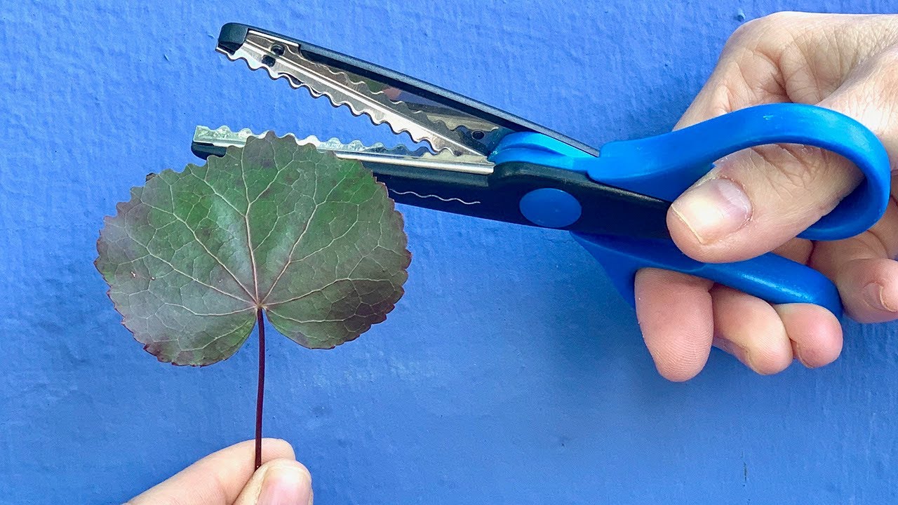 Enhancing Galax Leaves
