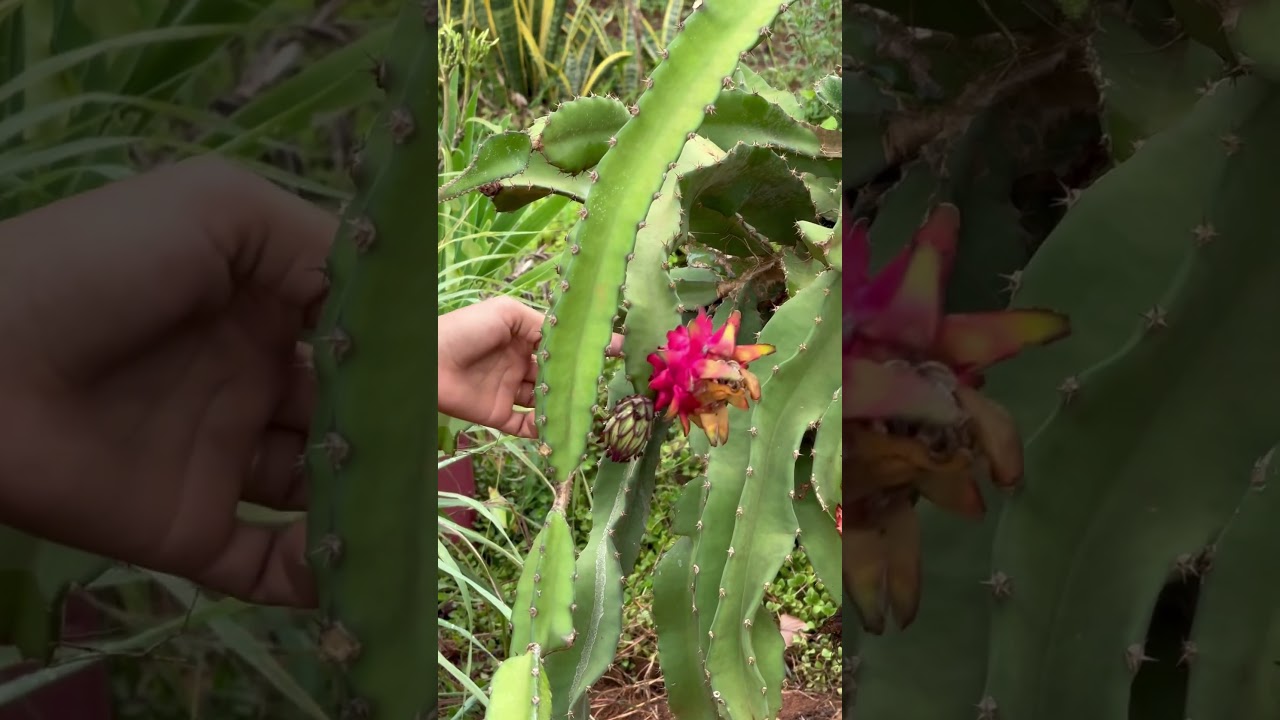 Pitaya 
