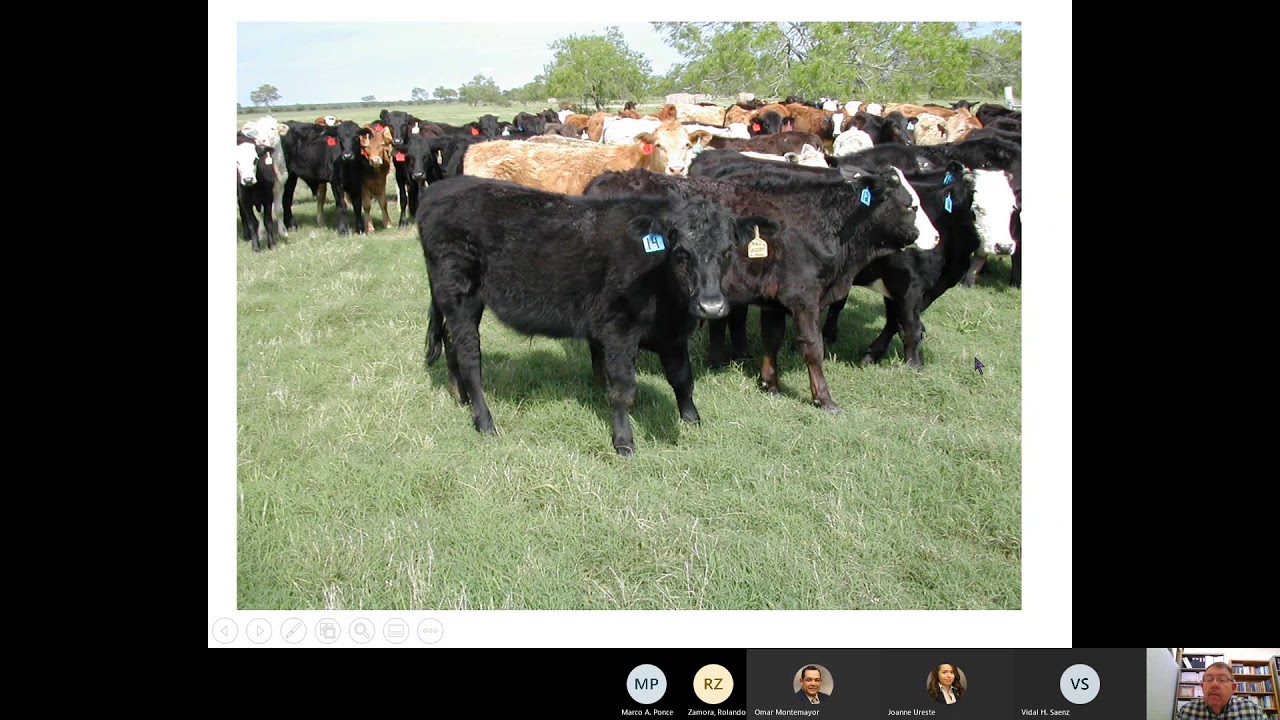 Stocker Cattle: Selecting and Managing for Performance