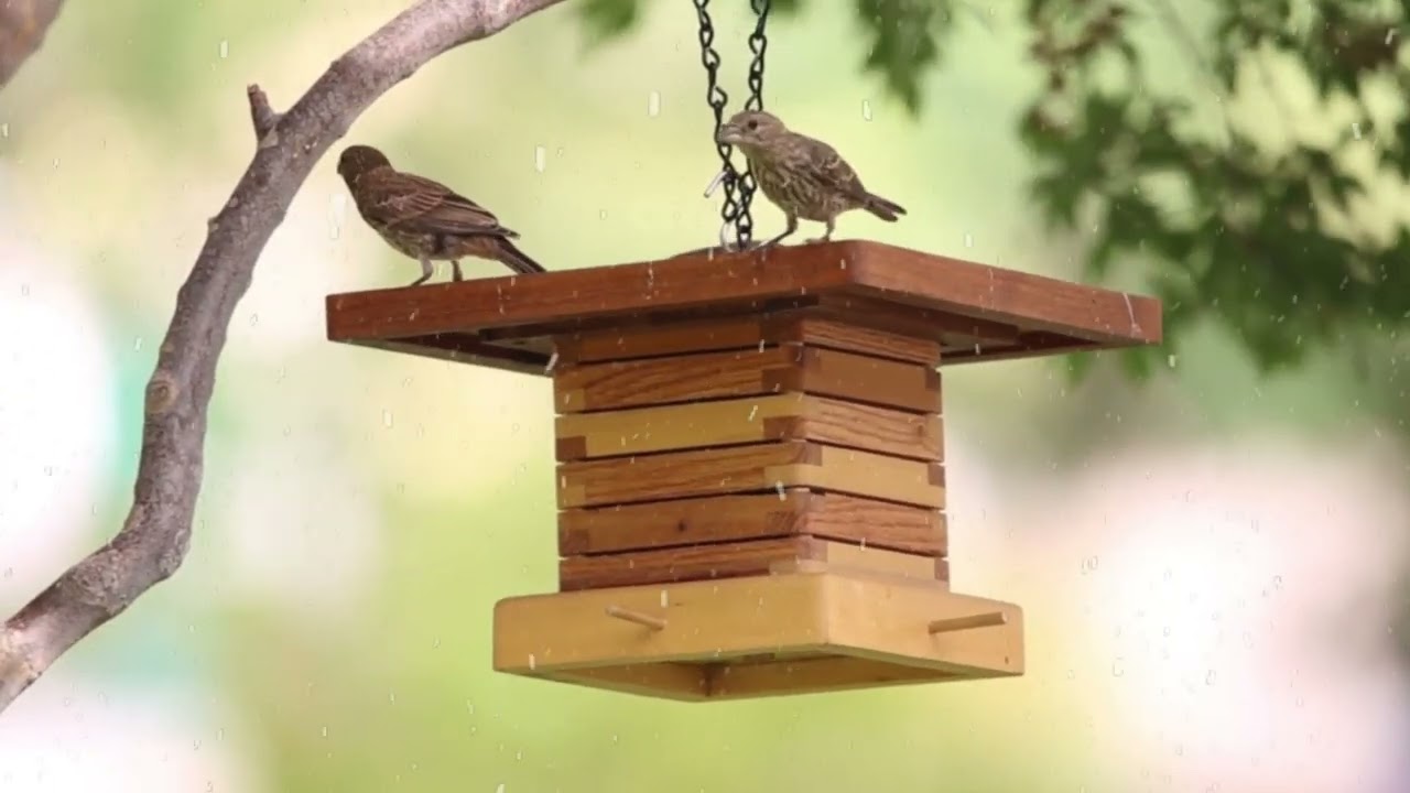 Bird Sounds | Peaceful Nature Sounds for Mindfulness and Deep Relaxation the best relaxing piano