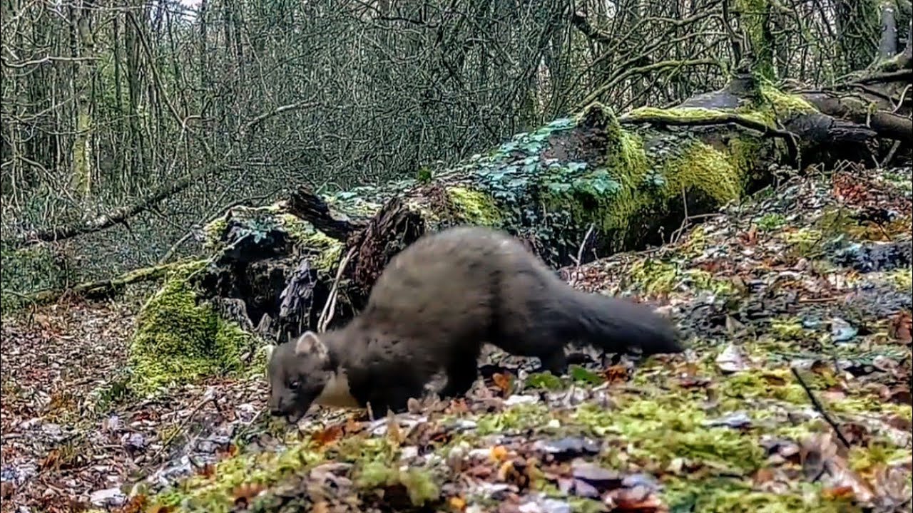 Pine Martin trail cam ireland