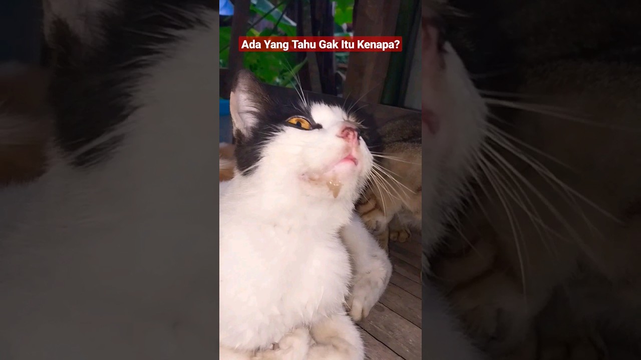 Kucing Ngiler, Kenapa Dan Obatnya Apa Ya? Ada Yang Tahu? 