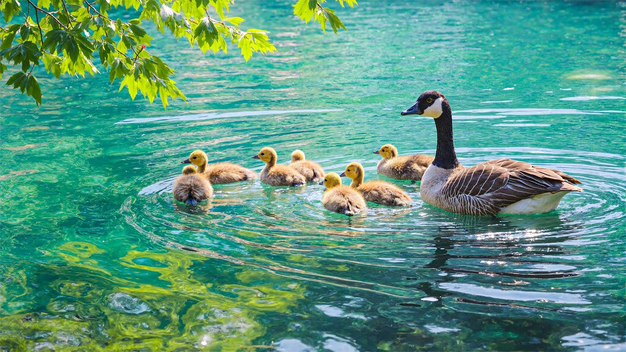 Serene Goose Family on Turquoise Lake 🌿 Relaxing Nature View to Heal Your Spirit, Mind & Soul &hearts;️