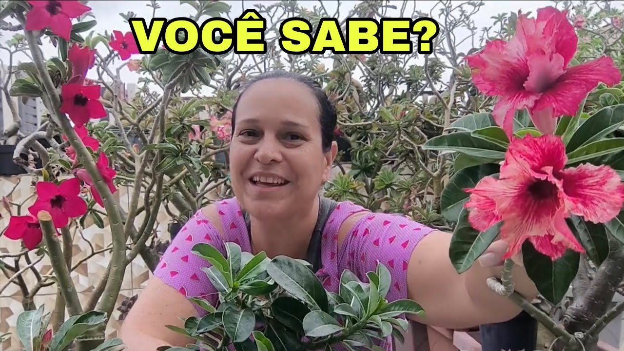 Qual a hora certa de tirar a ESTAQUIA para REPLANTAR? Vamos replantar.