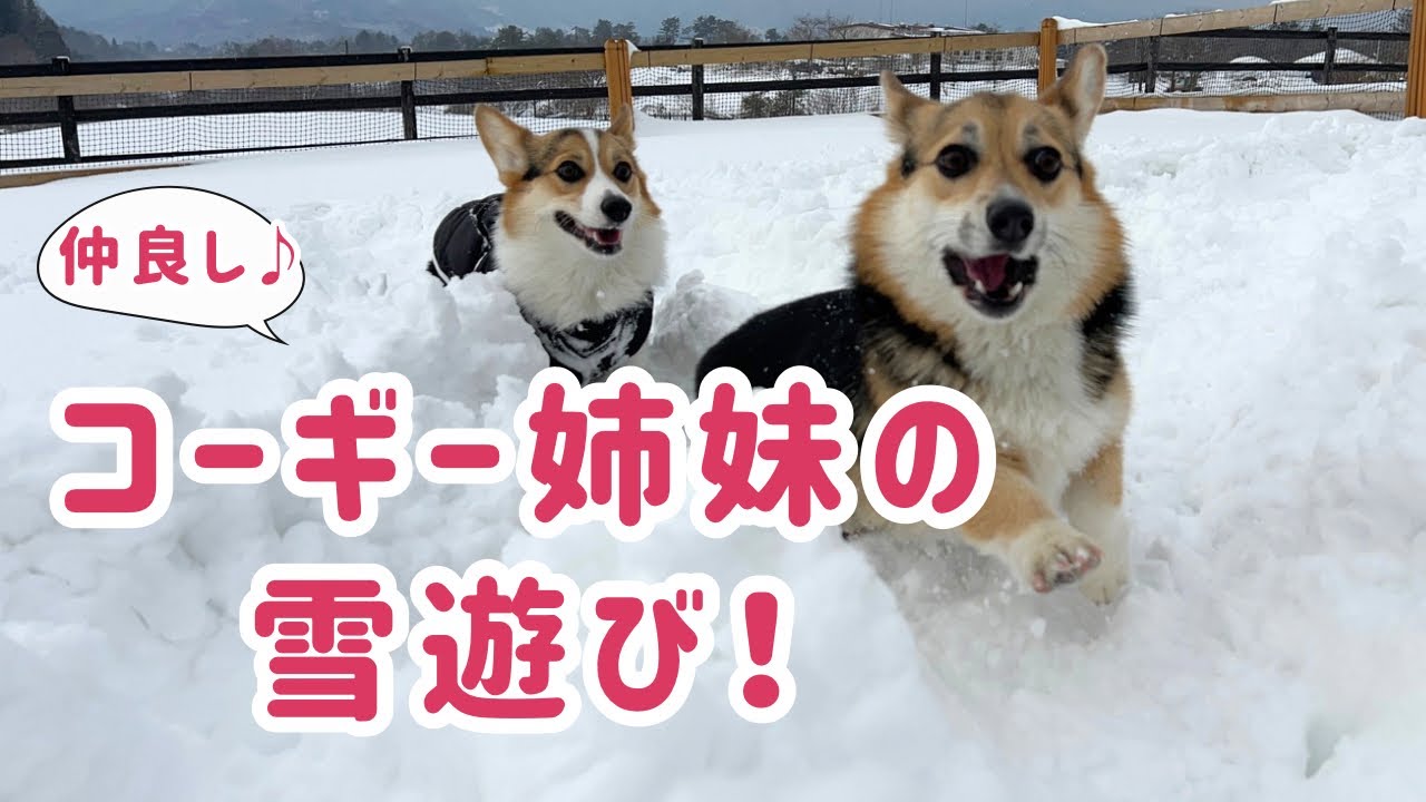 【コーギー】姉妹で雪遊び！【成長記録】