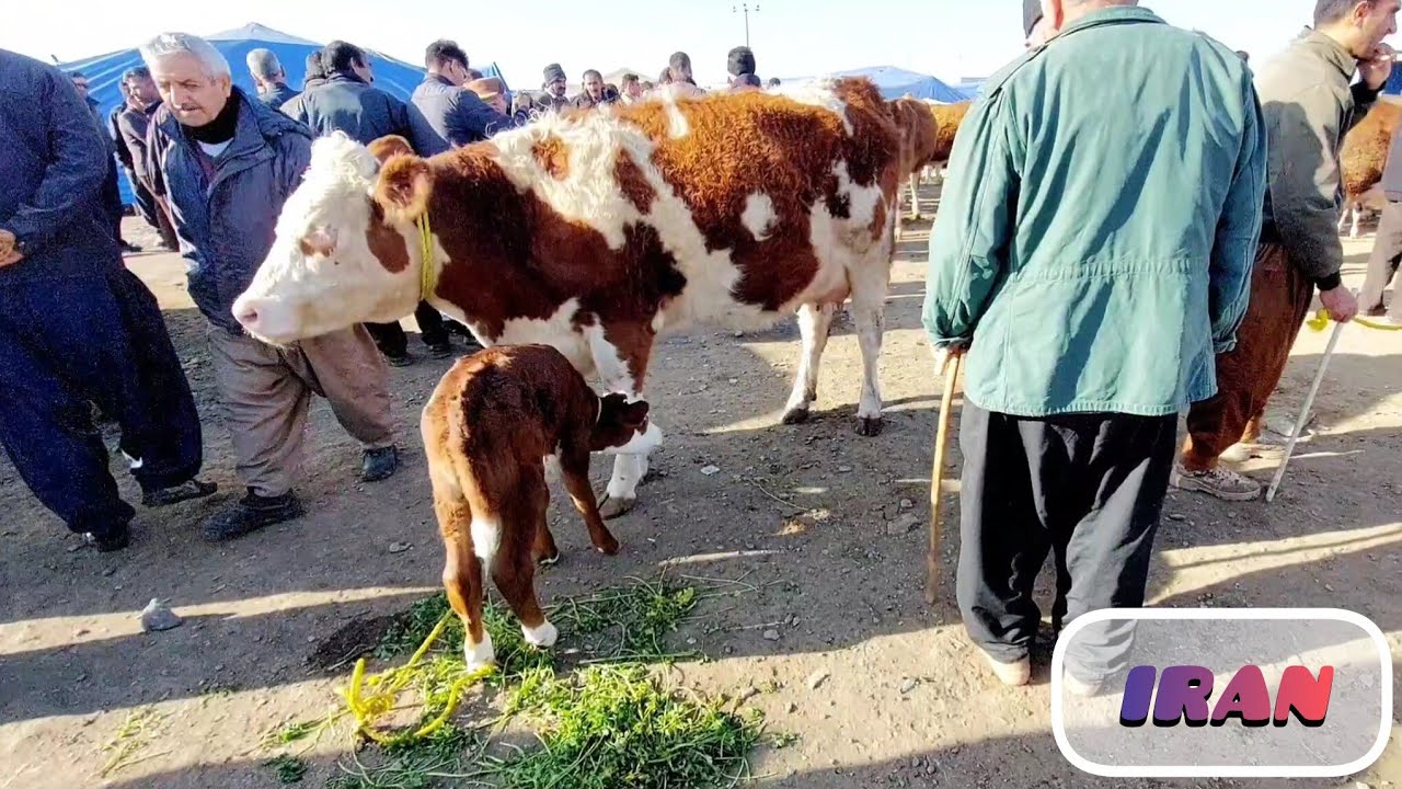 Friday market for cattle, calves and various breeds of cattle in Iran