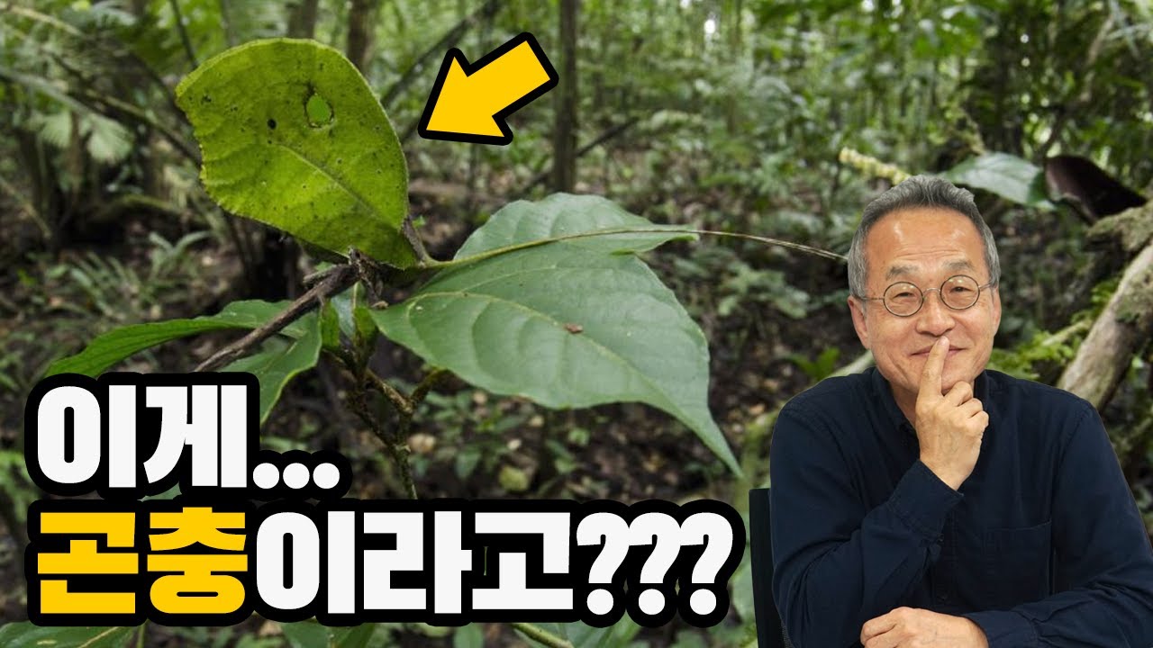 어딜 보십니까? 그건 제 잔상입니다만?! 은신술 만렙 동물들! [최재천의 아마존]