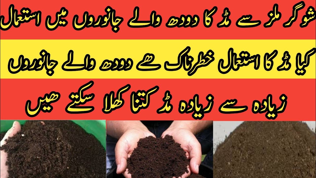 Mud use in animal feed II Mud and milk production II Mud use in fattening animals II Dr. Muzzammil