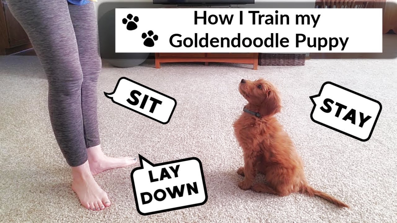 TRAINING GOLDENDOODLE PUPPY