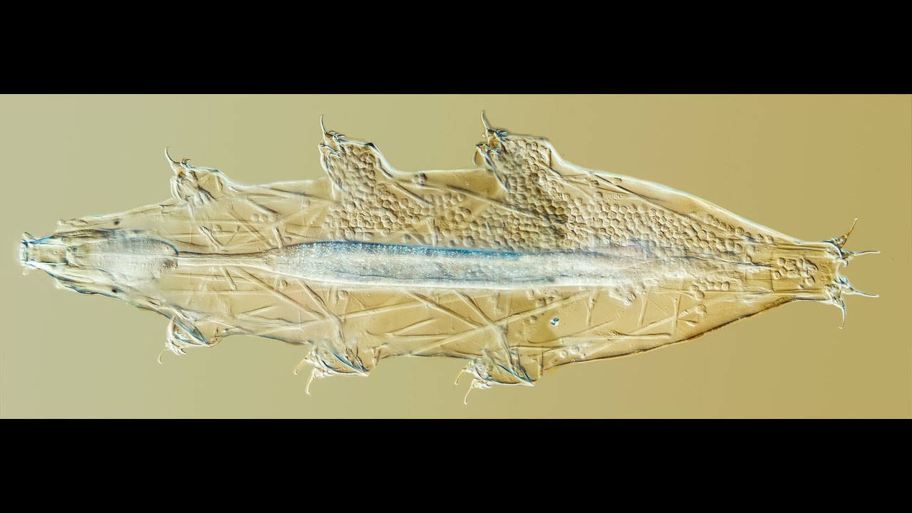 Tardigrada HD
