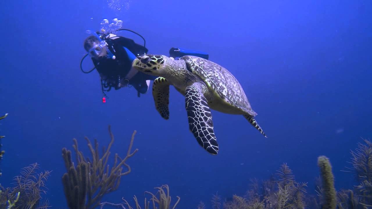 SCUBA Diving at Hamanasi Adventure and Dive Resort in Belize