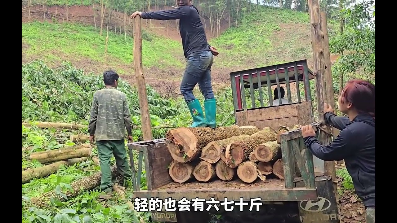 小玲农场 今天一早小玲就驾驶拖拉机到山上运输原木#田园生活 #小院改造 #记录我的农村生活