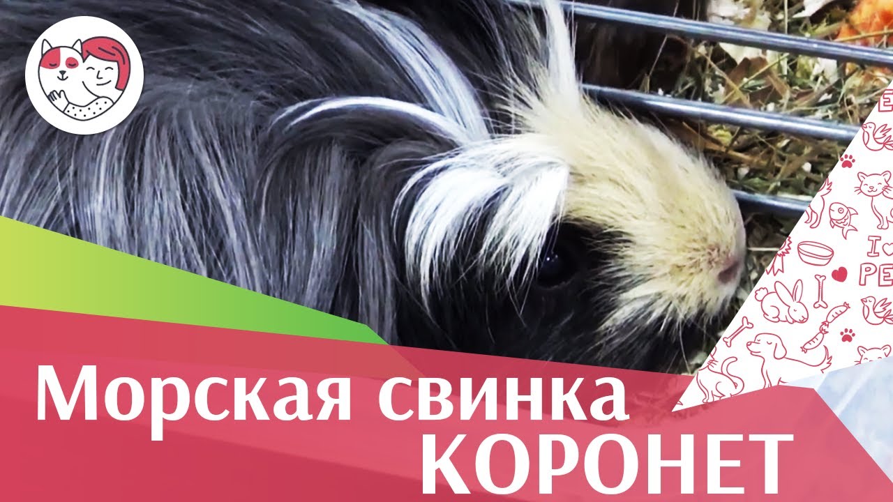 Морская свинка коронет на ilikepet. Особенности породы, уход