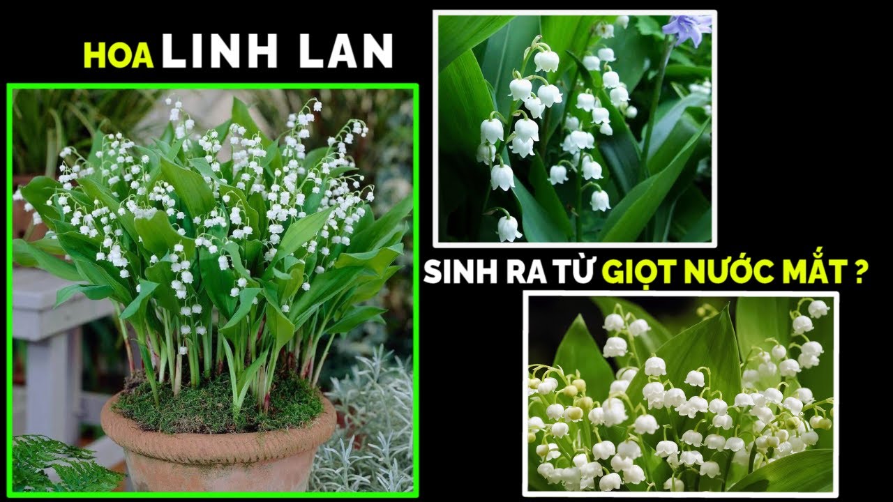 HOA LINH LAN - Lo&agrave;i Hoa Được Tạo N&ecirc;n Từ Những Giọt Nước Mắt Của Đức Mẹ! C&oacute; Đ&uacute;ng Như Vậy Kh&ocirc;ng?