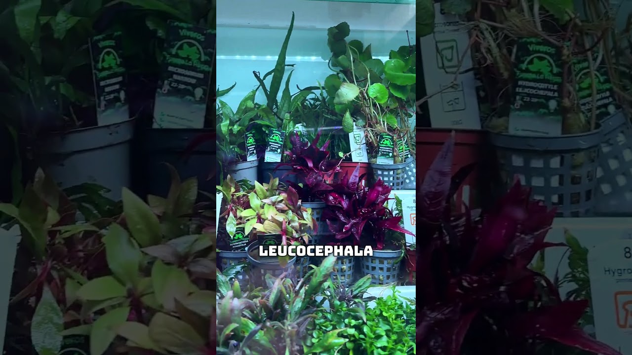 4€ ¡OFERTA EXCLUSIVA! Plantas Premium para Acuarios | 🌿 