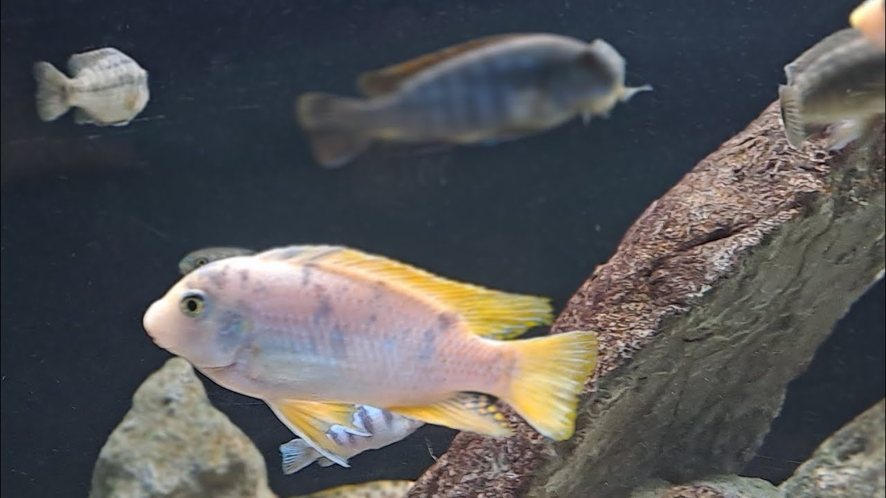 Sunday rant week 5 #mbuna #fish #mcat #lakemalawi #fishkeeping #mcat #fainz #lakemalawi 