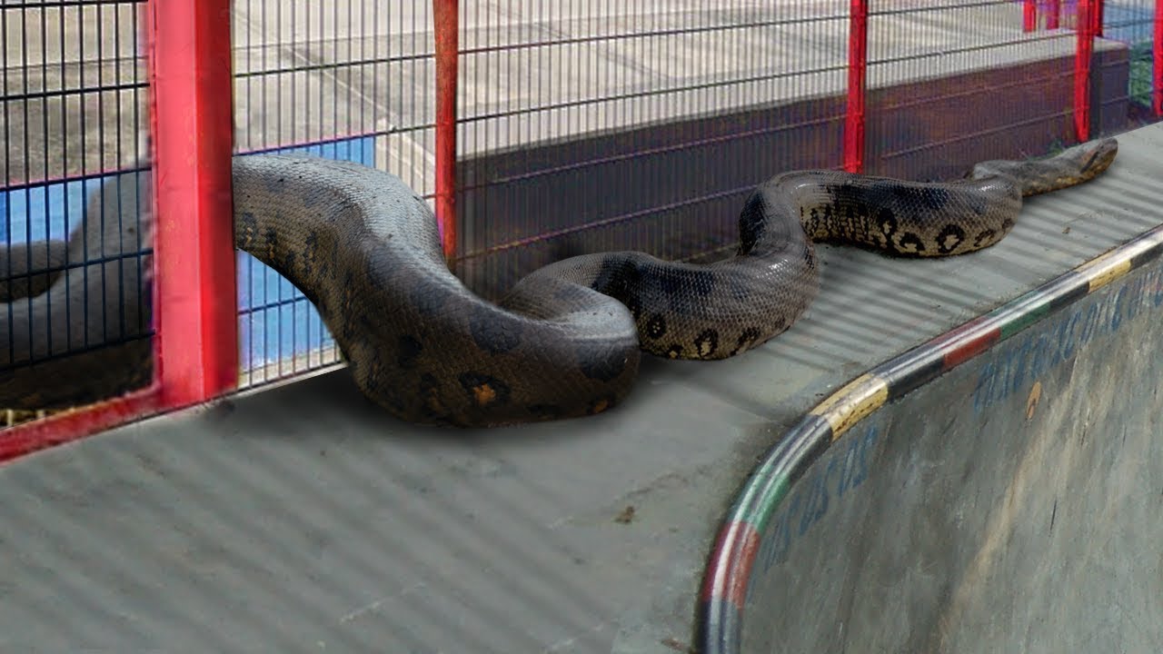 10 Craziest Giant Animals Found In The Middle Of The City