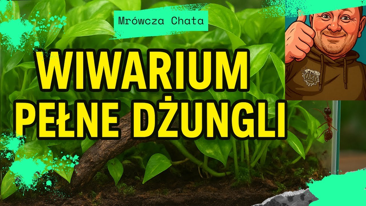 Epipremnum w formikarium – najlepsza roślina do hodowli mrówek?